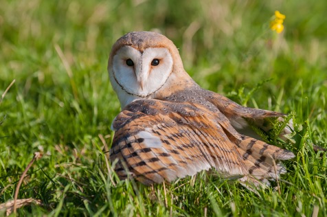 Schleiereule, Burgholzhausen