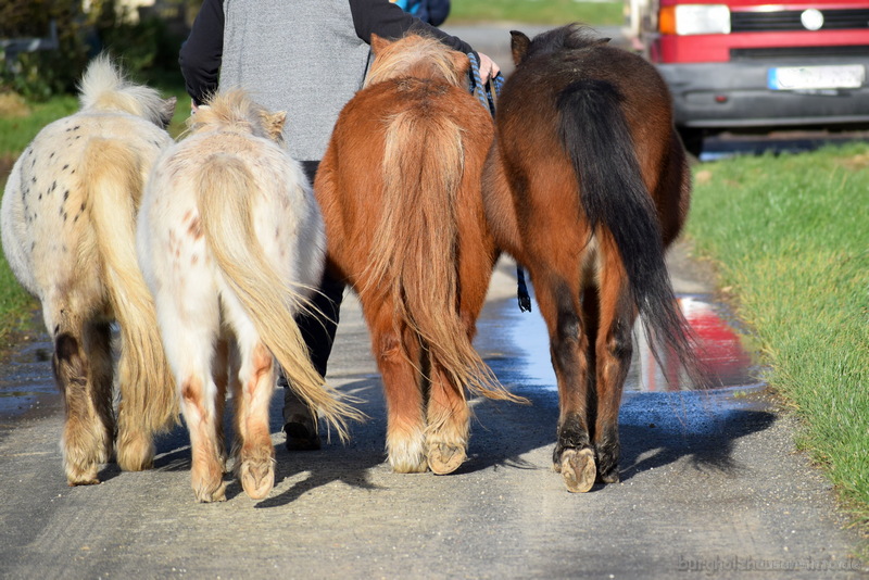 vier Ponies nebeneinander auf einem Feldweg, die Schweife weisen zur gleichen Seite.