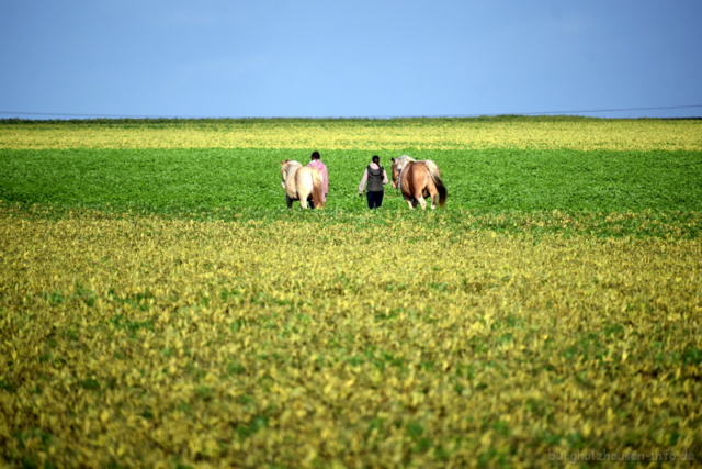 Zwei Pferde und Begleitung inmitten eines Feldes. Am Horizont ist blauer Himmel