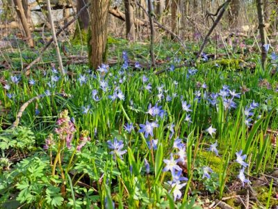 Frühjahrswanderung nach Obererlenbach