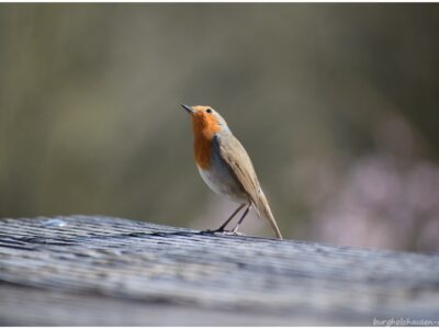 Vogelstimmenwanderung