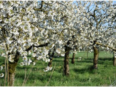 Dem Steinkauz auf der Spur