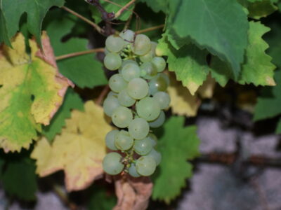 Weinfest am Houiller Platz 12.-14.9.25