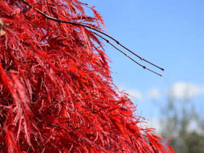 Cyber-Sicherheit: Wie schütze ich mich im digitalen Alltag?