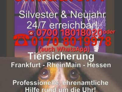 Silvester-Tipps für Tierhalter – Haustier entlaufen?